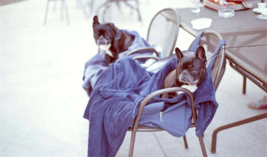 犬の失神（Syncope）とは？原因から対処法まで徹底解説