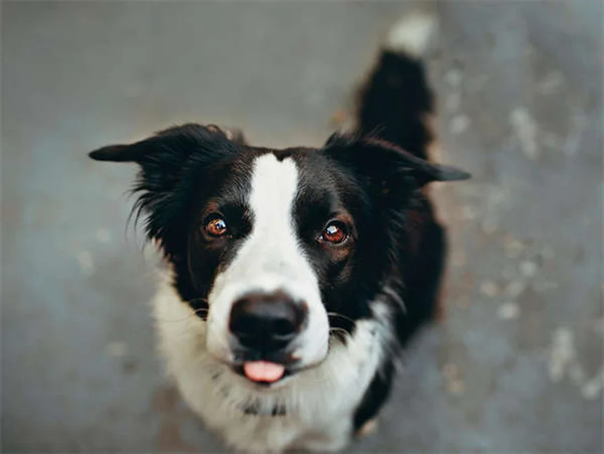 アミトリプチリンの効果と副作用｜犬猫の行動治療に使える？