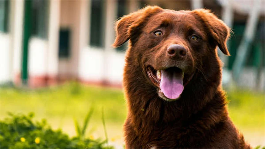 アミトリプチリンの効果と副作用｜犬猫の行動治療に使える？
