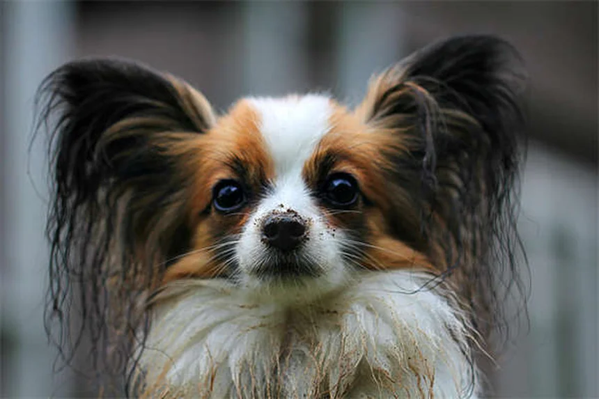 犬が前足でタッチする5つの理由と対処法【愛犬の気持ちがわかる】