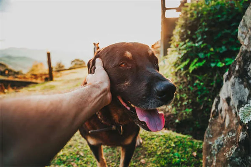 犬が前足でタッチする5つの理由と対処法【愛犬の気持ちがわかる】