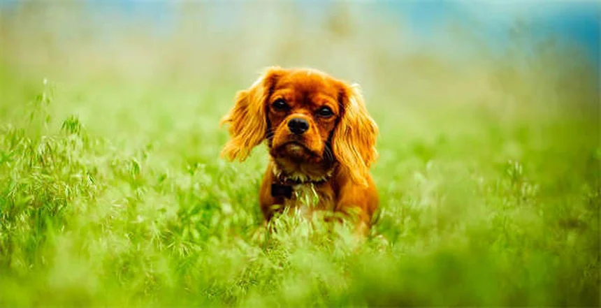犬が前足でタッチする5つの理由と対処法【愛犬の気持ちがわかる】