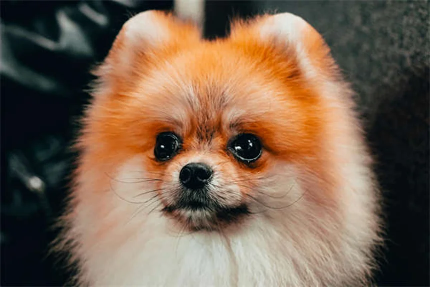 犬の引っ張り防止ハーネス7選｜正しい選び方と効果的な使い方
