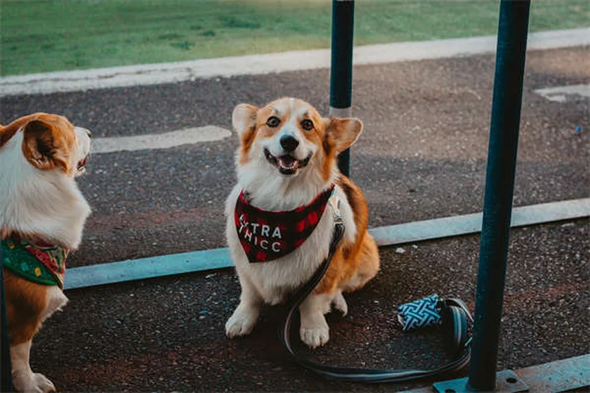 犬の引っ張り防止ハーネス7選｜正しい選び方と効果的な使い方