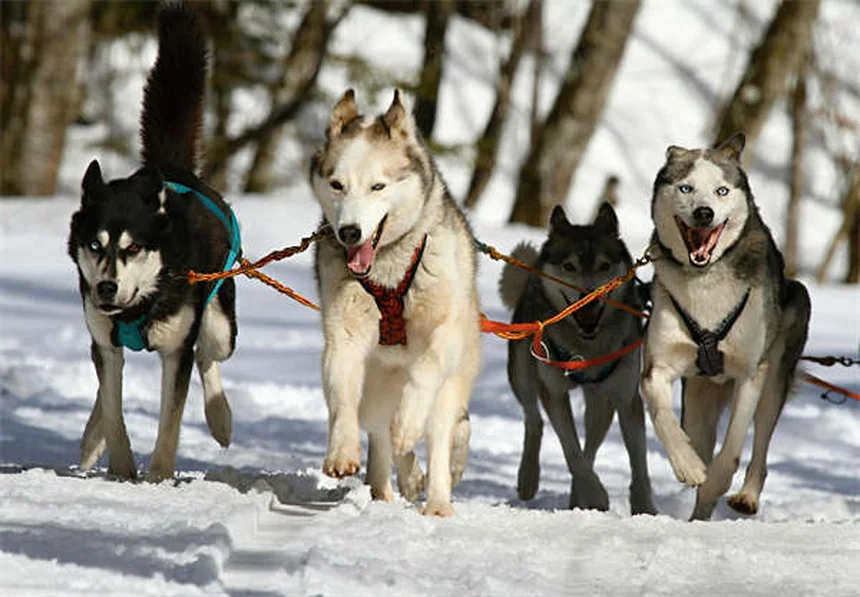犬の引っ張り防止ハーネス7選｜正しい選び方と効果的な使い方