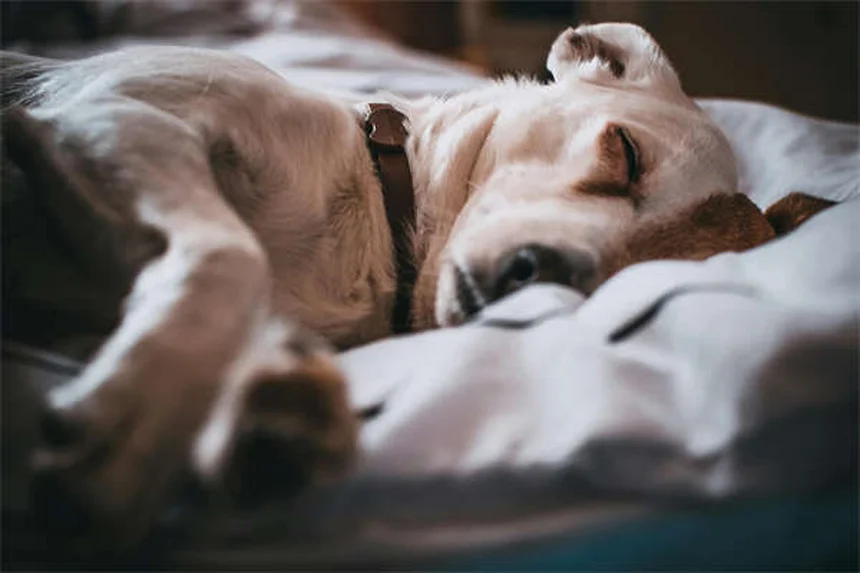 犬がシリカゲルを食べたら？獣医が教える対処法と予防策