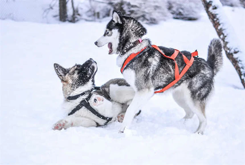 犬がシリカゲルを食べたら？獣医が教える対処法と予防策