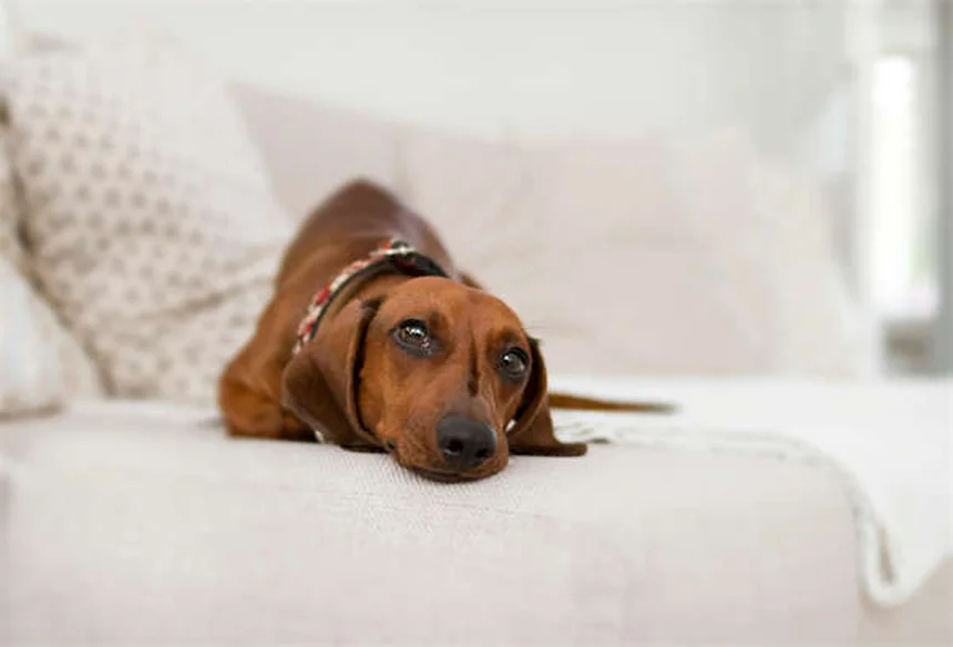 犬がシリカゲルを食べたら？獣医が教える対処法と予防策