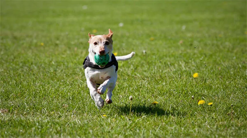犬の耳の感染症対策｜なりやすい犬種と自宅ケア5つのコツ