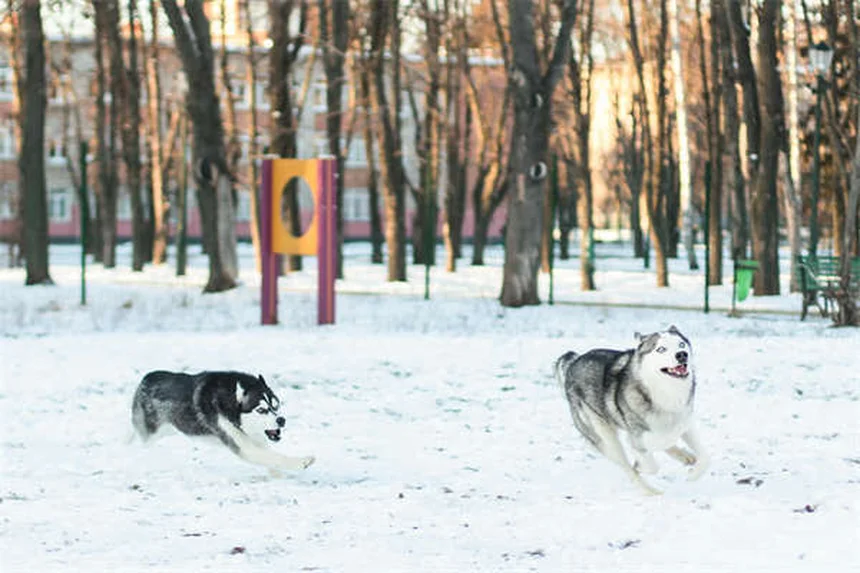 犬の耳の感染症対策｜なりやすい犬種と自宅ケア5つのコツ