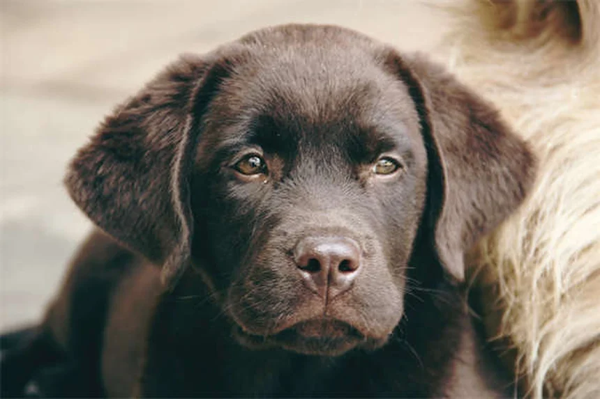 子犬のうんち回数が多いのは普通？気になる疑問を徹底解説！