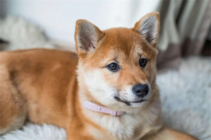 子犬のうんち回数が多いのは普通？気になる疑問を徹底解説！