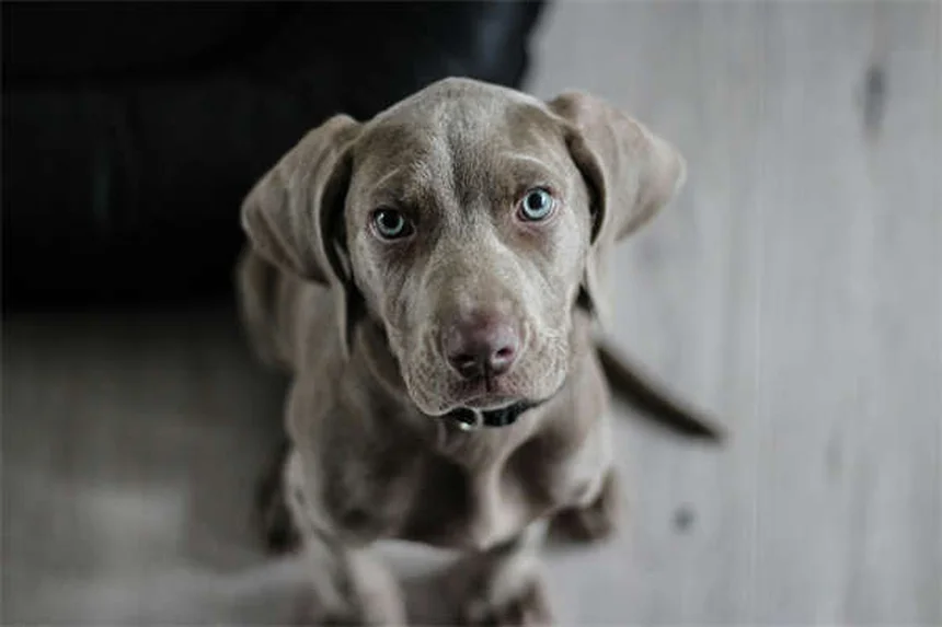 子犬のうんち回数が多いのは普通？気になる疑問を徹底解説！