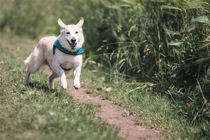 犬の耳カットは必要？獣医が教える真実とリスク