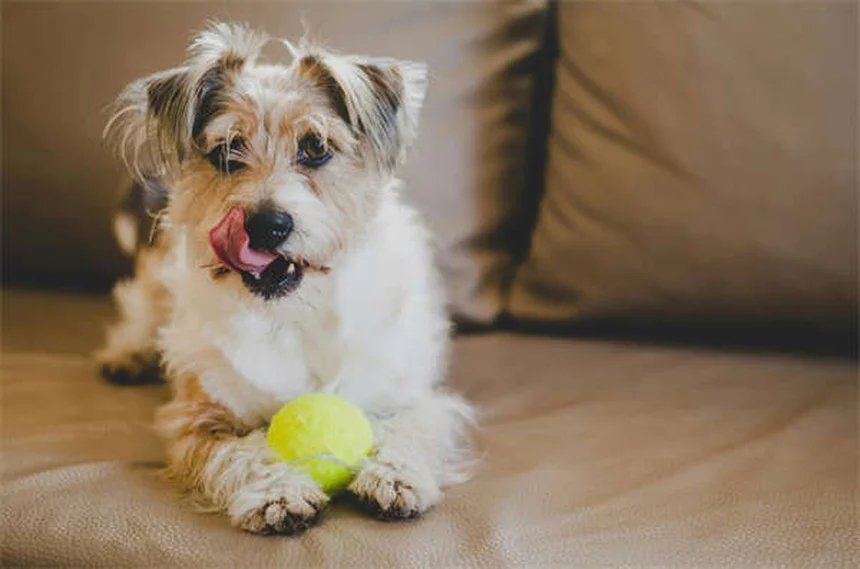 犬の耳カットは必要？獣医が教える真実とリスク