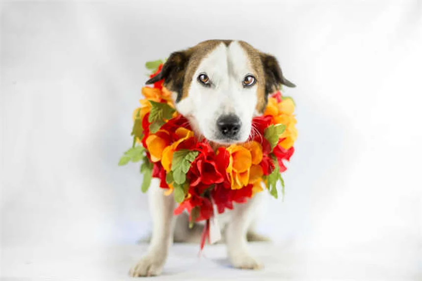 猫のフレーメン反応とは？口を開ける不思議な行動の意味を解説