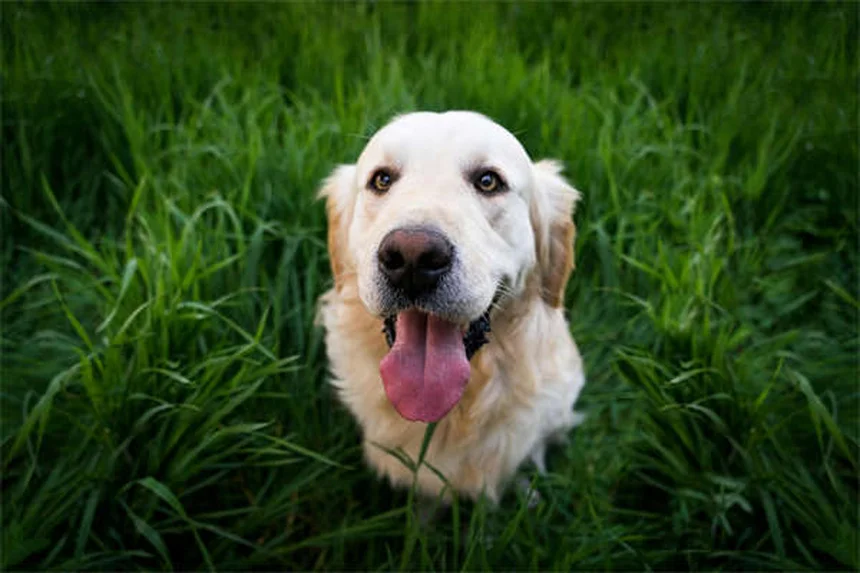 犬の関節炎に効くカルプロフェン（リマディル）の正しい使い方と注意点