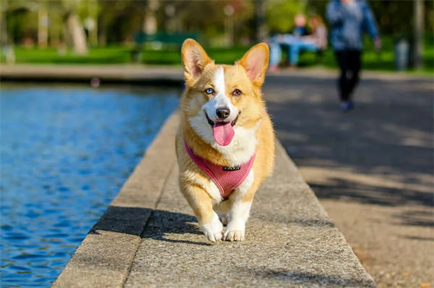 犬の関節炎に効くカルプロフェン（リマディル）の正しい使い方と注意点