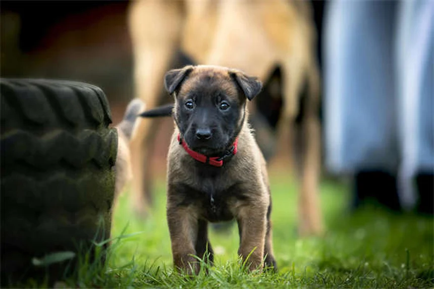 ペットアレルギー対策8選｜愛犬・愛猫とお客様を両立させる方法