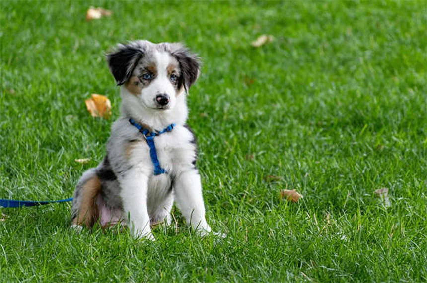 愛犬の安楽死を考えるタイミングと判断基準【獣医師が解説】