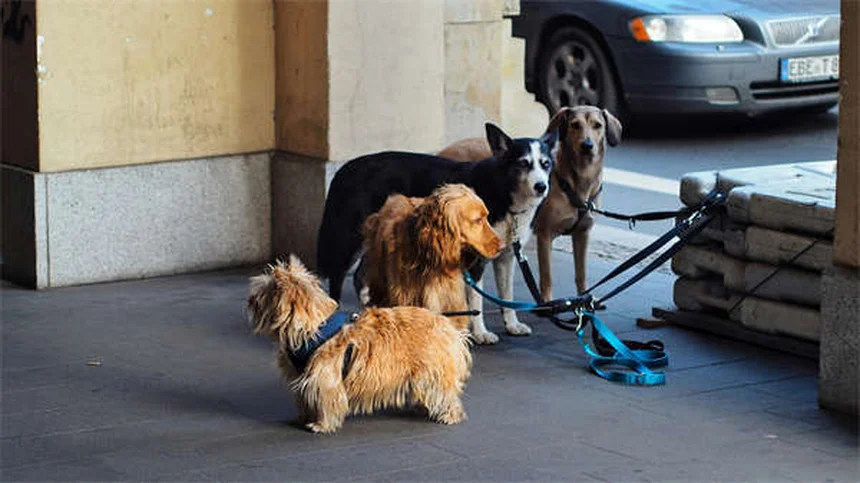 子犬の成長が遅い原因は？獣医師が教える5つのポイント