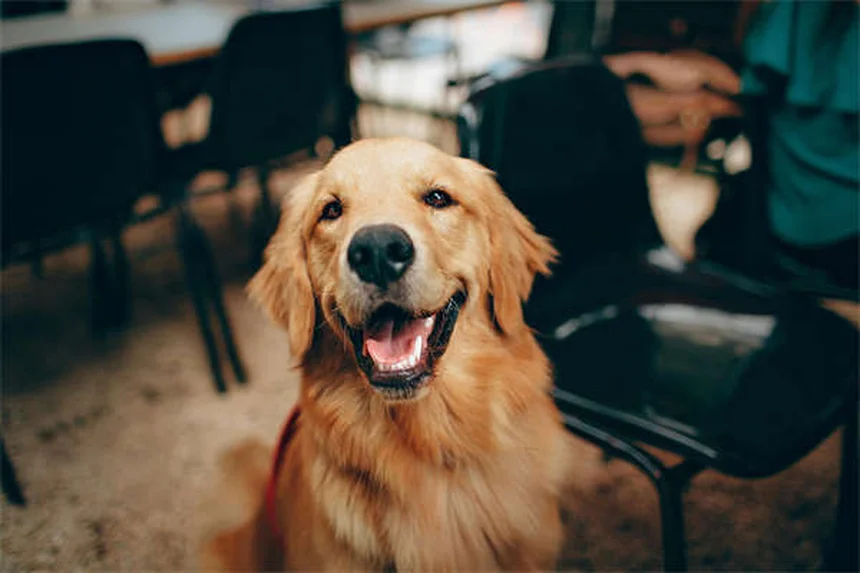 子犬の初めての獣医診察で知っておきたい7つのポイント