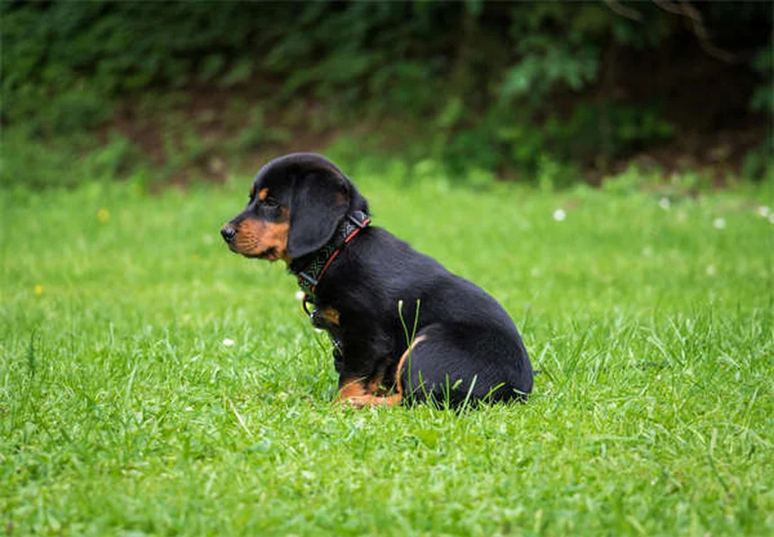 犬猫のてんかん治療に効果的！レベチラセタムの正しい使い方
