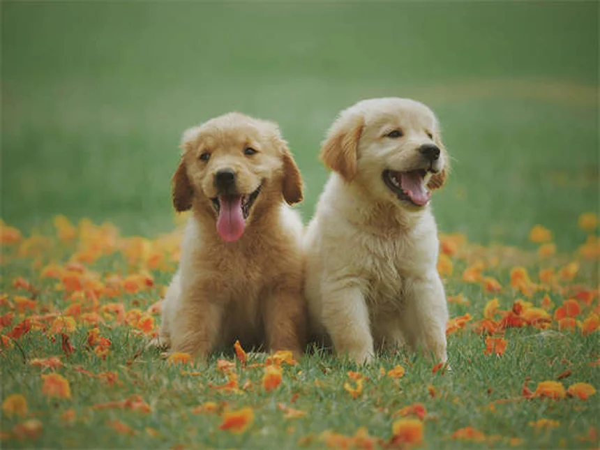 犬猫のてんかん治療に効果的！レベチラセタムの正しい使い方